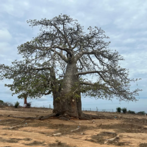 saveclip.app 624261907 17991253754873736 4668763944645844583 n