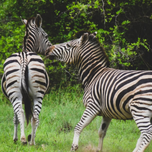 saveclip.app 412351057 18247429027234893 7658601276870414404 n.webp