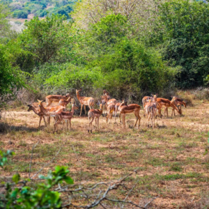 saveclip.app 517572345 18316901572234893 7110403135756069000 n