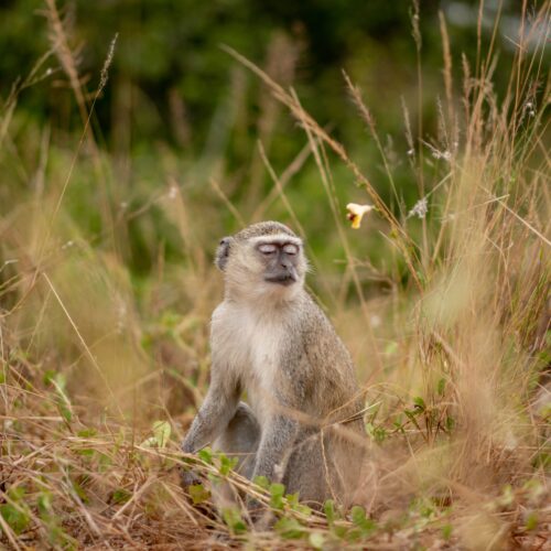 Safari at Quiçama National Park​